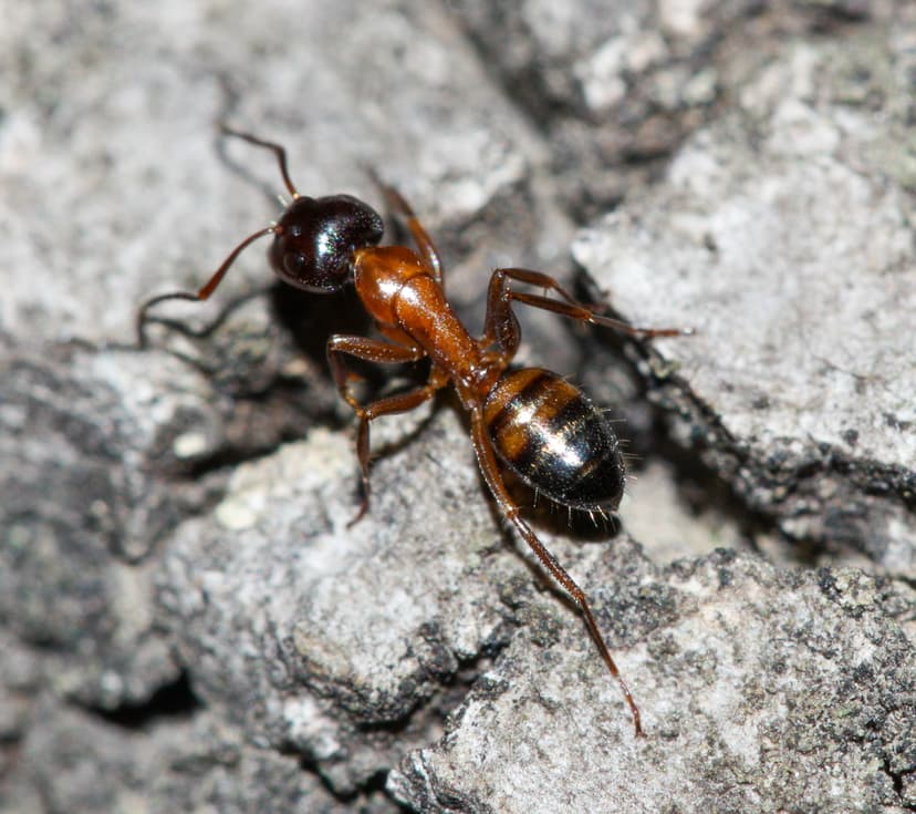 Camponotus essigi photo 1