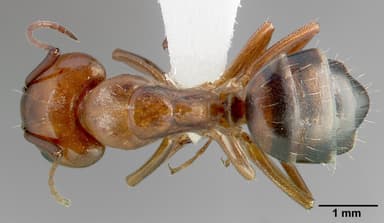Camponotus essigi — queen photo 2