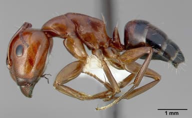 Camponotus essigi — queen photo 3