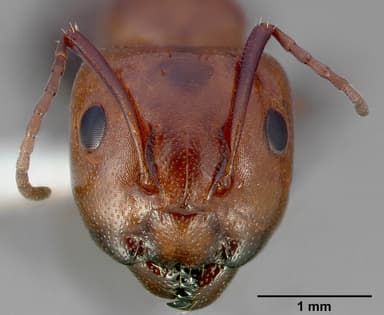 Camponotus essigi — queen photo 4
