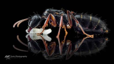 Camponotus fallax photo 1