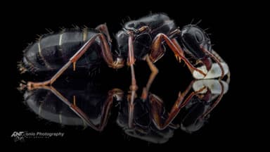 Camponotus fallax photo 2