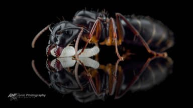 Camponotus fallax photo 3