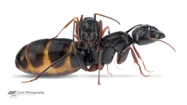 Camponotus fallax photo 4