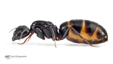 Camponotus fallax photo 5