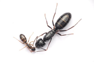 Camponotus fallax photo 137