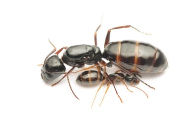Camponotus fallax photo 139