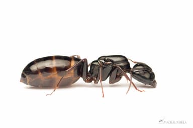 Camponotus fallax photo 140