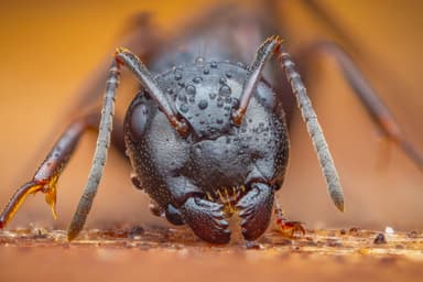 Camponotus fallax photo 10