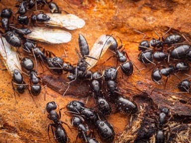 Camponotus fallax photo 11