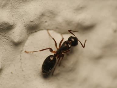 Camponotus fallax photo 12
