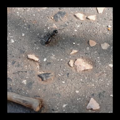 Camponotus fallax photo 14