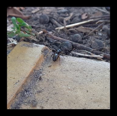 Camponotus fallax photo 15