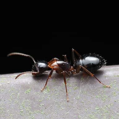 Camponotus fallax photo 16