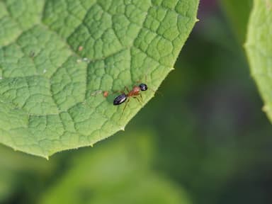 Camponotus fallax photo 20