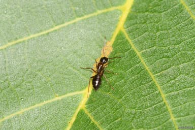 Camponotus fallax photo 21