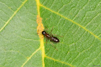Camponotus fallax photo 22