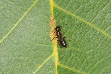 Camponotus fallax photo 23