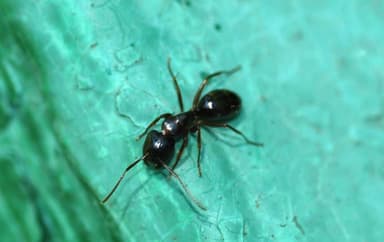 Camponotus fallax photo 27