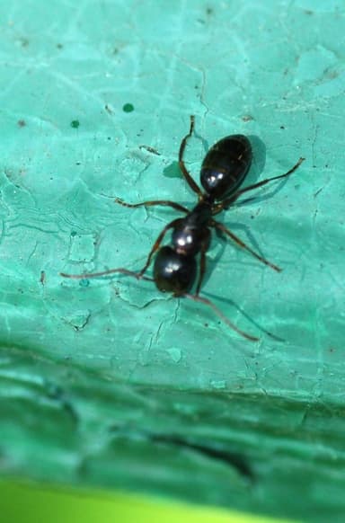 Camponotus fallax photo 28