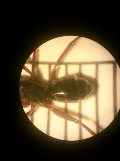 Camponotus fallax photo 30