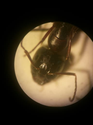 Camponotus fallax photo 31