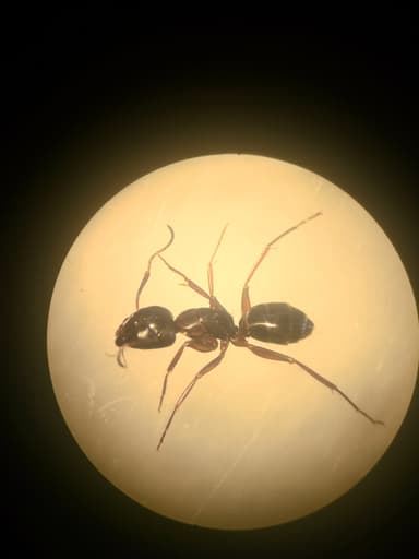 Camponotus fallax photo 35