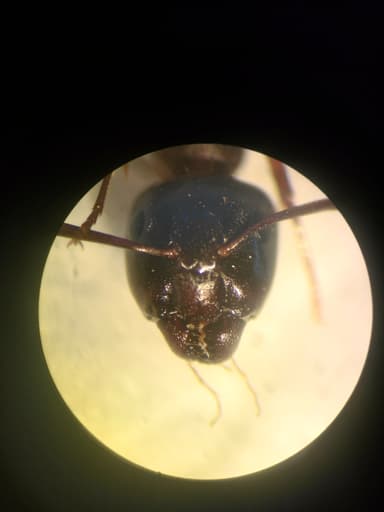 Camponotus fallax photo 36