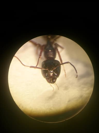 Camponotus fallax photo 37