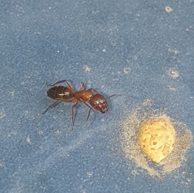 Camponotus fallax photo 38