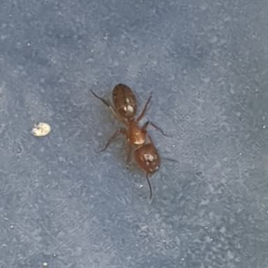 Camponotus fallax photo 40