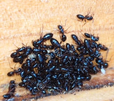 Camponotus fallax photo 42