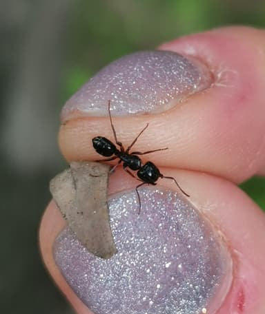 Camponotus fallax photo 43