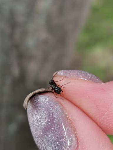 Camponotus fallax photo 44