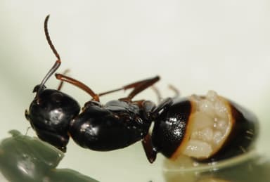 Camponotus fallax — queen photo 48