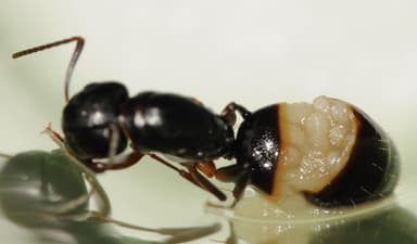Camponotus fallax — queen photo 51