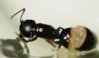 Camponotus fallax — queen photo 53