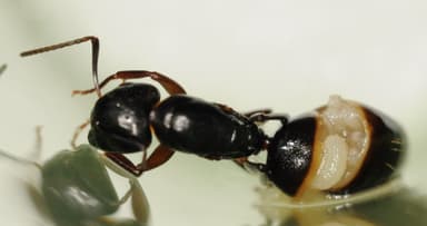 Camponotus fallax — queen photo 55
