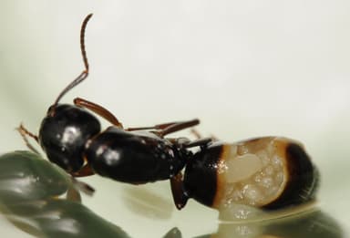 Camponotus fallax — queen photo 56