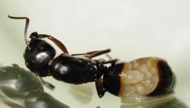 Camponotus fallax — queen photo 57