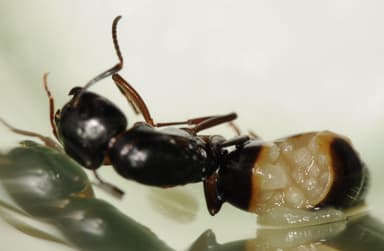 Camponotus fallax — queen photo 58