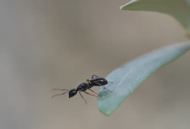 Camponotus fallax photo 59