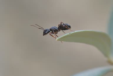 Camponotus fallax photo 60