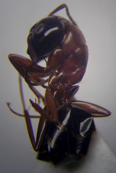 Camponotus fallax photo 63
