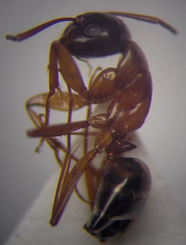 Camponotus fallax photo 64
