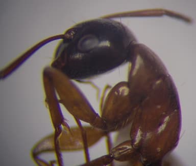 Camponotus fallax photo 65
