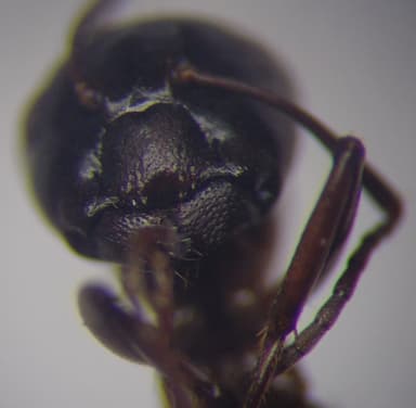 Camponotus fallax photo 66