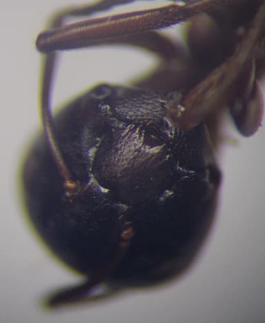 Camponotus fallax photo 67