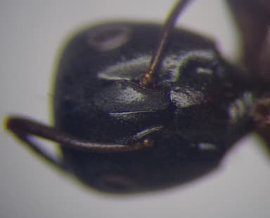 Camponotus fallax photo 68