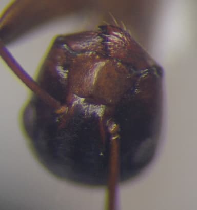 Camponotus fallax photo 69